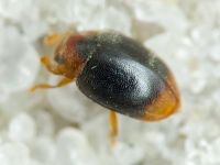 Scymnus ferrugatus