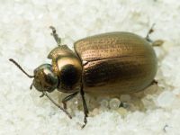 Chrysolina marginata