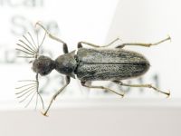Ptilophorus dufouri