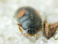 Scymnus frontalis