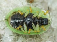 Cassida (Cassida) prasina
