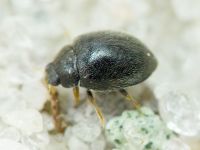 Stethorus punctillum