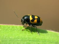 Cryptocephalus (Cryptocephalus) octacosmus