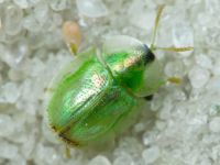 Cassida (Mionycha) margaritacea