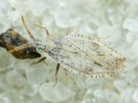 Tingis (Tingis) crispata