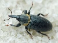 Mecinus collaris