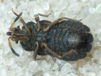 Aradus distinctus