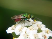 Hedychrum gerstaeckeri