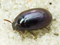 Platydema violaceum