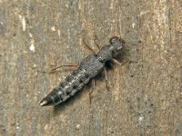 Stenus clavicornis