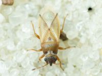 Cymus melanocephalus