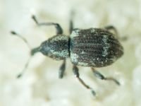 Tanysphyrus lemnae