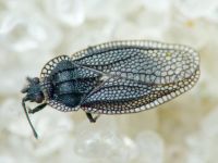 Acalypta marginata