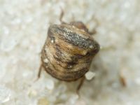 Vilpianus galii