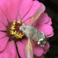 Macroglossum stellatarum