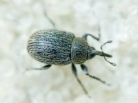 Rhinusa tetra
