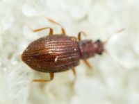 Stephostethus angusticollis