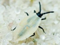 Catoplatus carthusianus