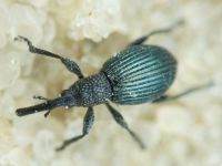 Apioninae