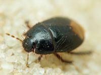 Byrsinus flavicornis