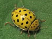 Psyllobora (Thea) vigintiduopunctata