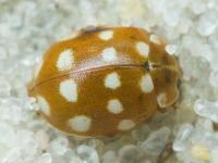 Calvia quatuordecimguttata