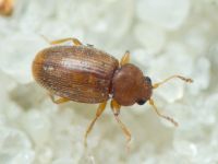 Latridiidae