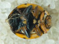 Coccinula quatuordecimpustulata