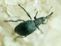Eutrichapion vorax