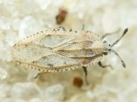 Tingis (Tingis) grisea