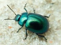 Chrysomelidae