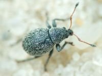 Curculionidae