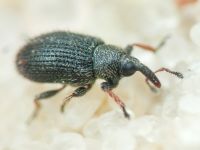 Gymnetron rostellum