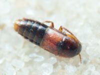 Staphylinidae