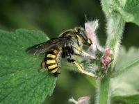 Anthidium manicatum