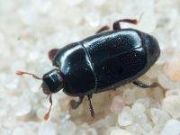 Platylomalus complanatus