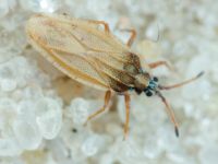 Tingis (Tingis) auriculata
