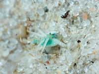 Heteroptera