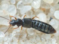 Staphylinidae