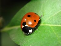 Coccinella septempunctata