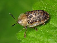 Cassida (Cassida) nebulosa