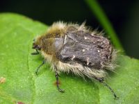 Tropinota hirta