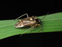 Harpocera thoracica