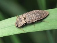 Agrypnus murinus