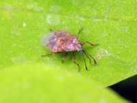 Kleidocerys resedae