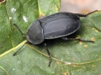 Silpha obscura