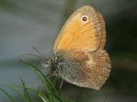 Coenonympha pamphilus