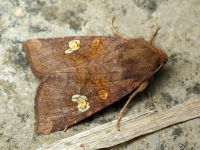 Amphipoea oculea
