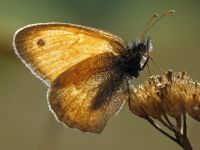 Coenonympha pamphilus