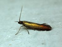 Coleophora spissicornis